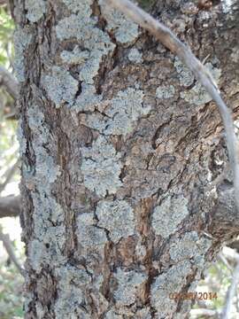 Image of rosette lichen