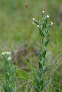 Image of Lithospermum papillosum Thunb.