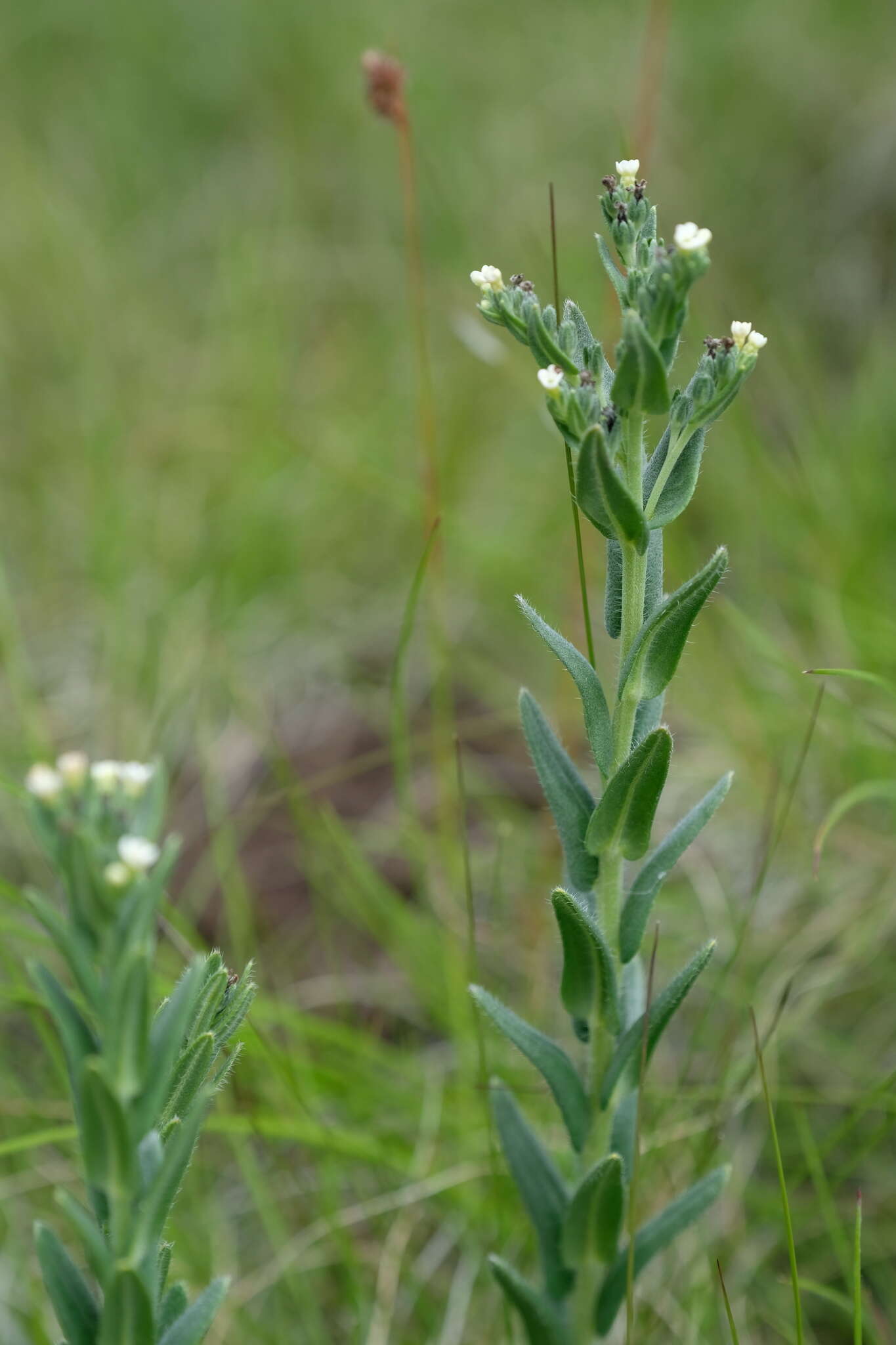 Image of Lithospermum papillosum Thunb.