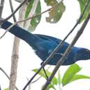 Image of White-collared Jay