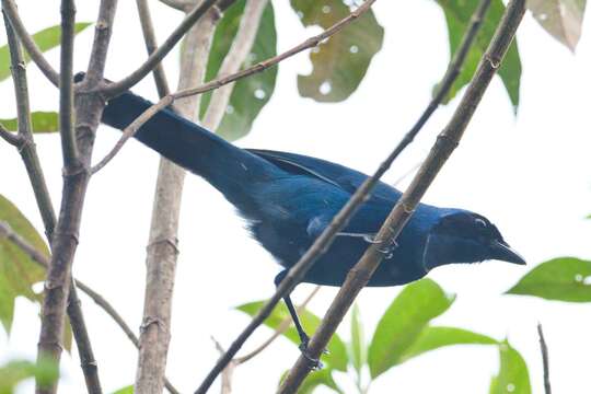 Image of White-collared Jay