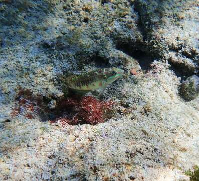 Image of Pink-belly wrasse