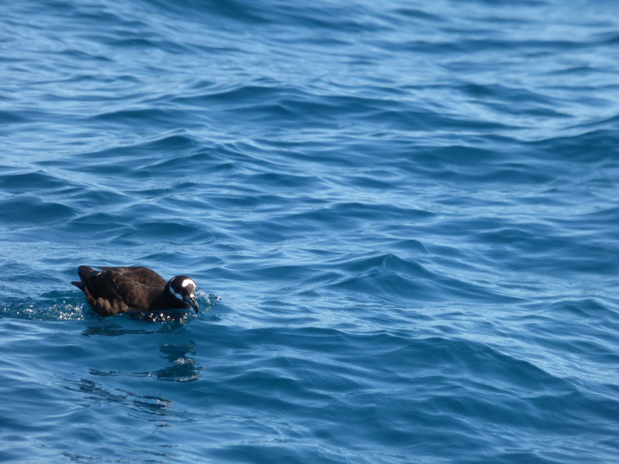 Image of Spectacled Petrel