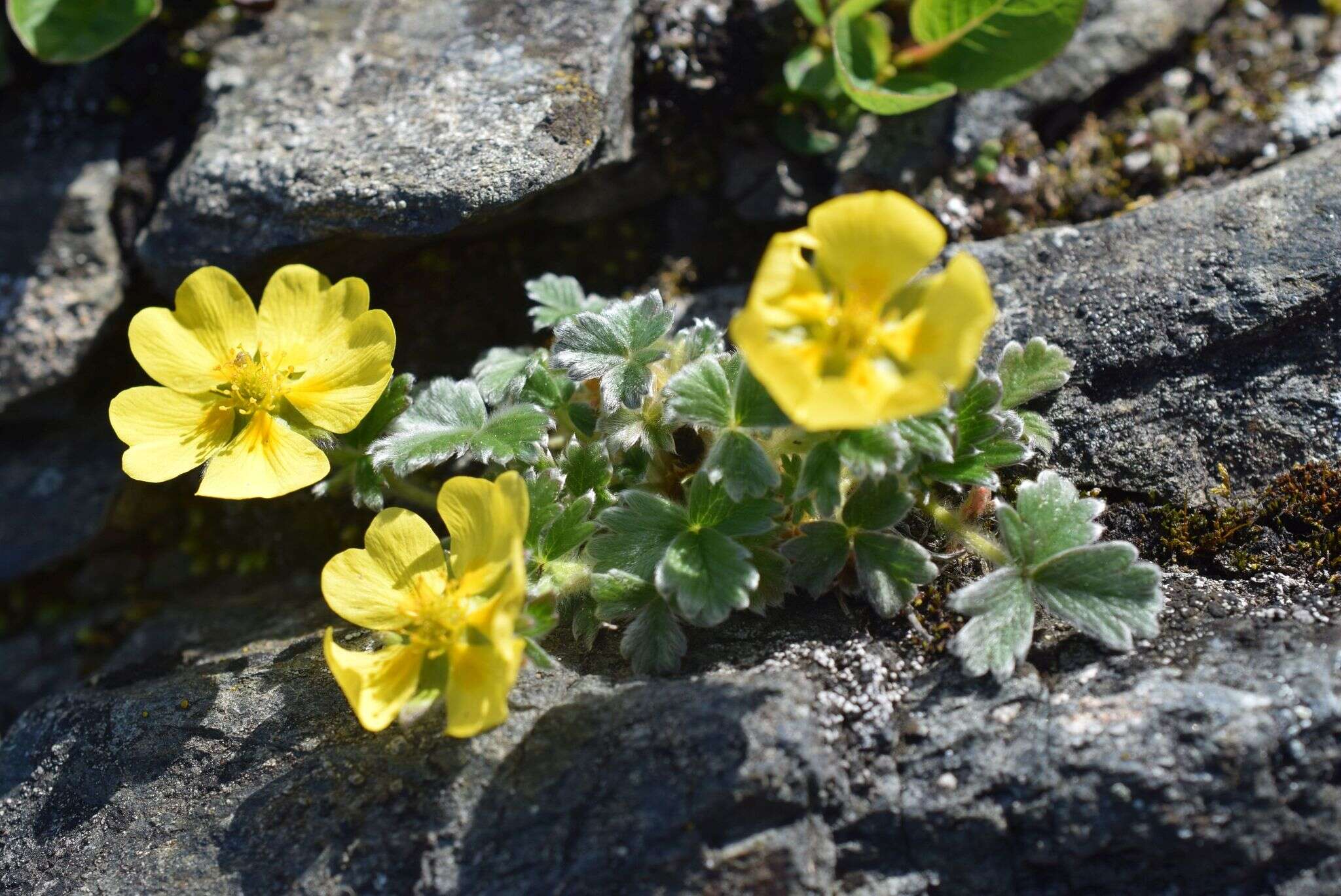 Слика од Potentilla villosula B. A. Jurtzev