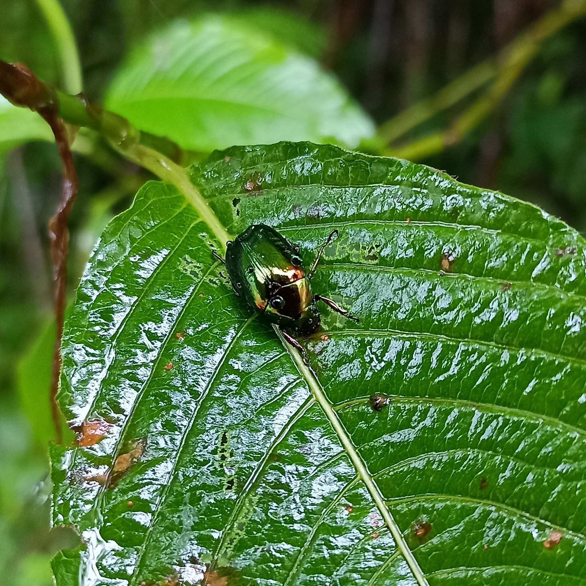 Imagem de Callistethus auronitens (Hope 1835)