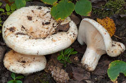 Image of Lactarius aquizonatus Kytöv. 1984