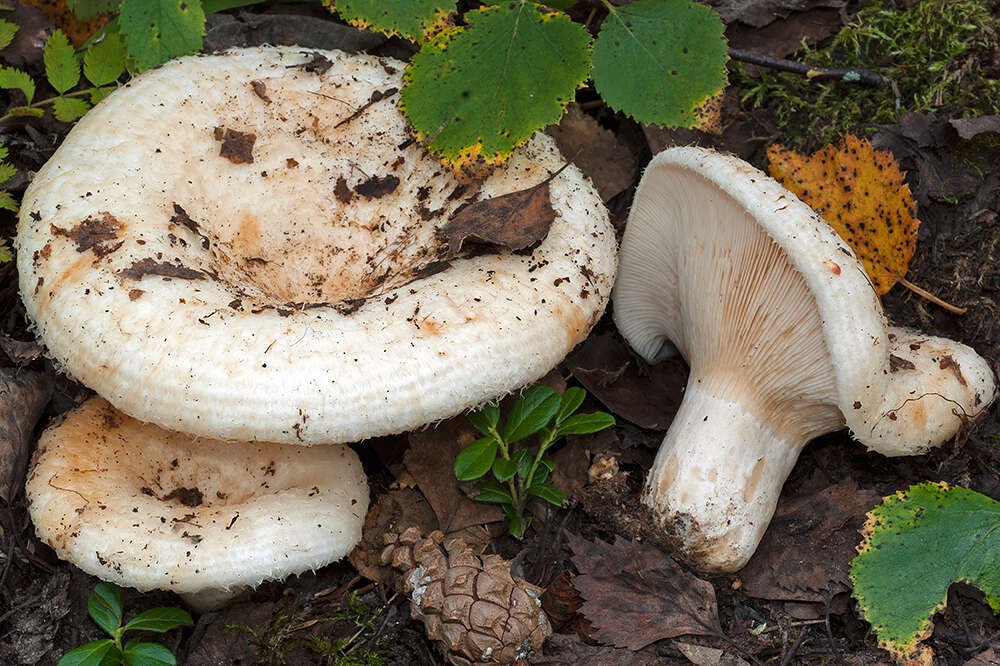 Image of Lactarius aquizonatus Kytöv. 1984