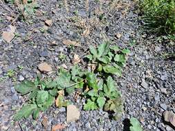 Image of Heracleum grandiflorum Stev. ex Bieb.