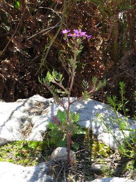 Plancia ëd Senecio arenarius Thunb.