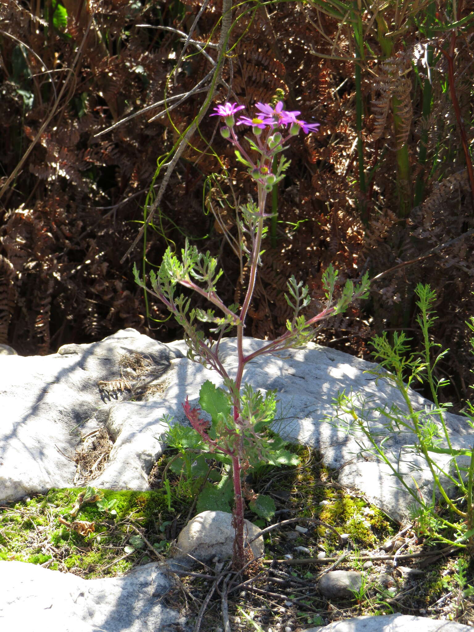 Image of Senecio arenarius Thunb.