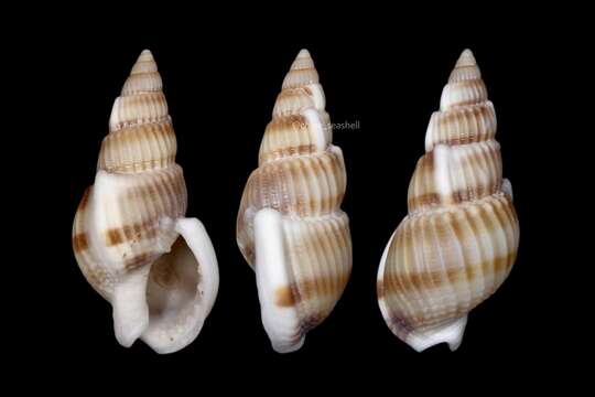 Image of Nassarius variciferus (A. Adams 1852)