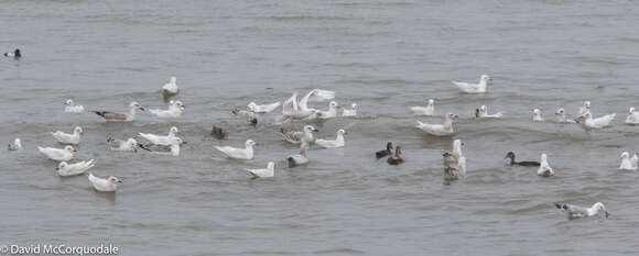 Image of Kumlien's Gull