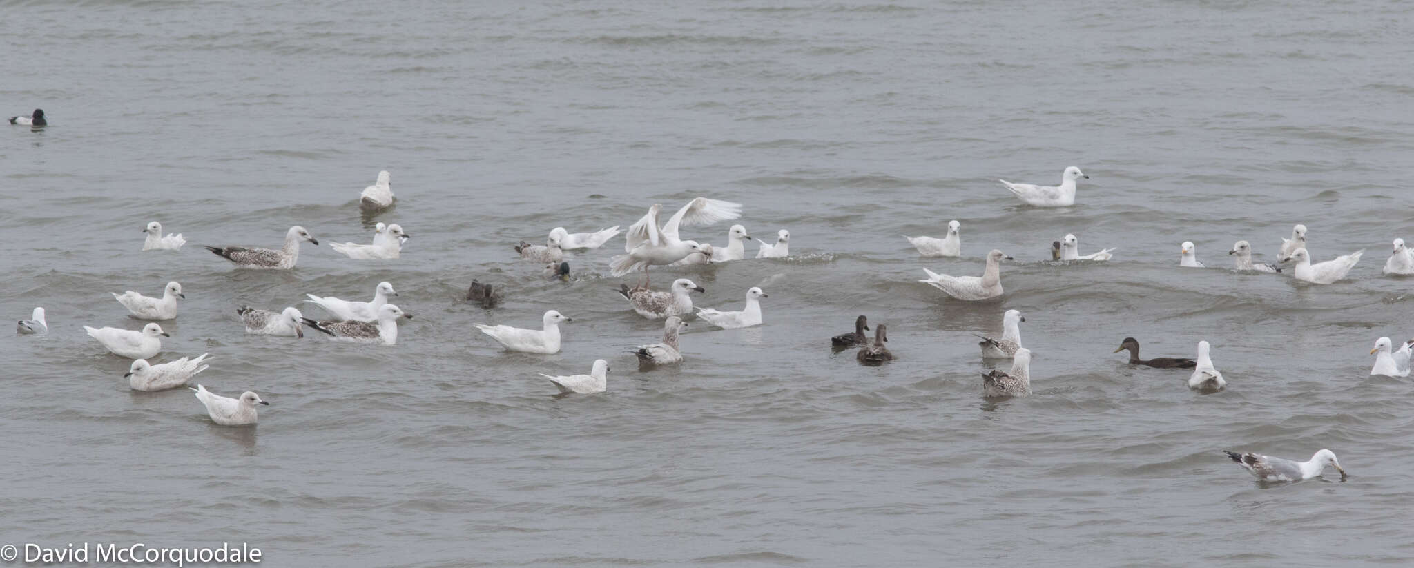 Image de Larus glaucoides kumlieni Brewster 1883