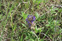 Image of largebract Indian breadroot