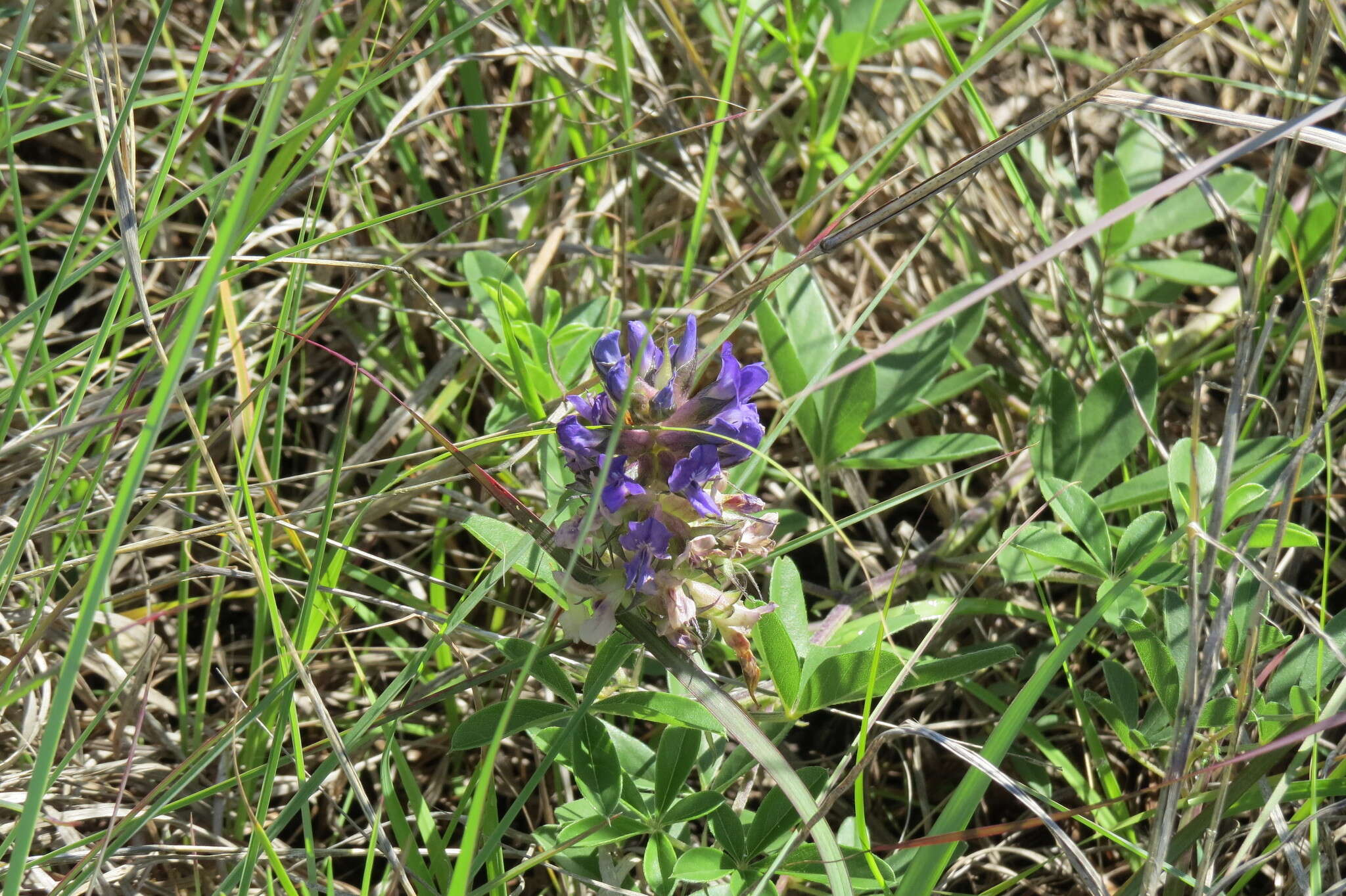 Image of largebract Indian breadroot