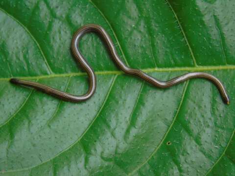 Image of Black Blind Snake