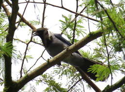 Cyanocorax violaceus Du Bus de Gisignies 1847 resmi