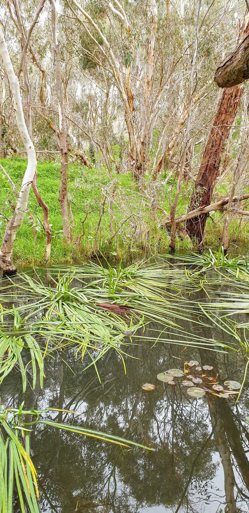 Image of water ribbon