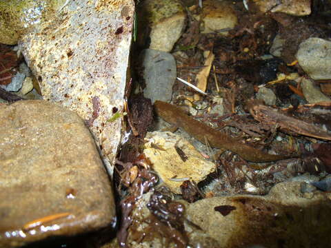 Image of Cope's Giant Salamander