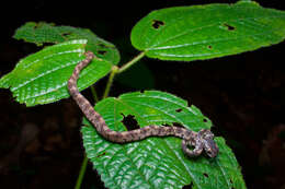 Image of Barnes's cat snake