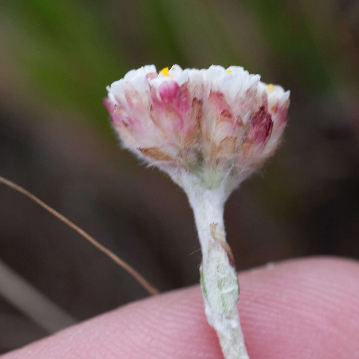 Image of Anaxeton asperum subsp. asperum