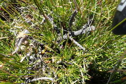 Image of Protea montana E. Mey. ex Meissn.