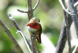 Image of Scintillant Hummingbird