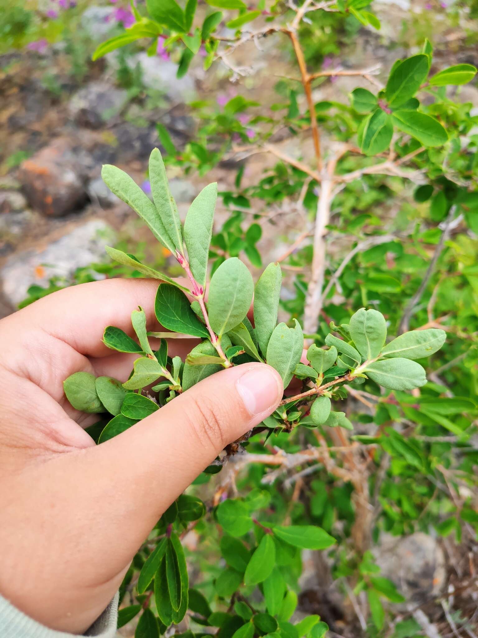 Image of Lonicera caerulea subsp. altaica (Pall.) Gladkova