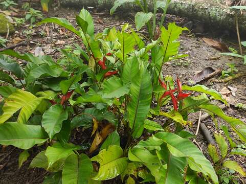 Image of Dwarf Jamaican Heliconia