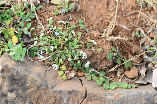 Image de Pimpinella adscendens Dalz.