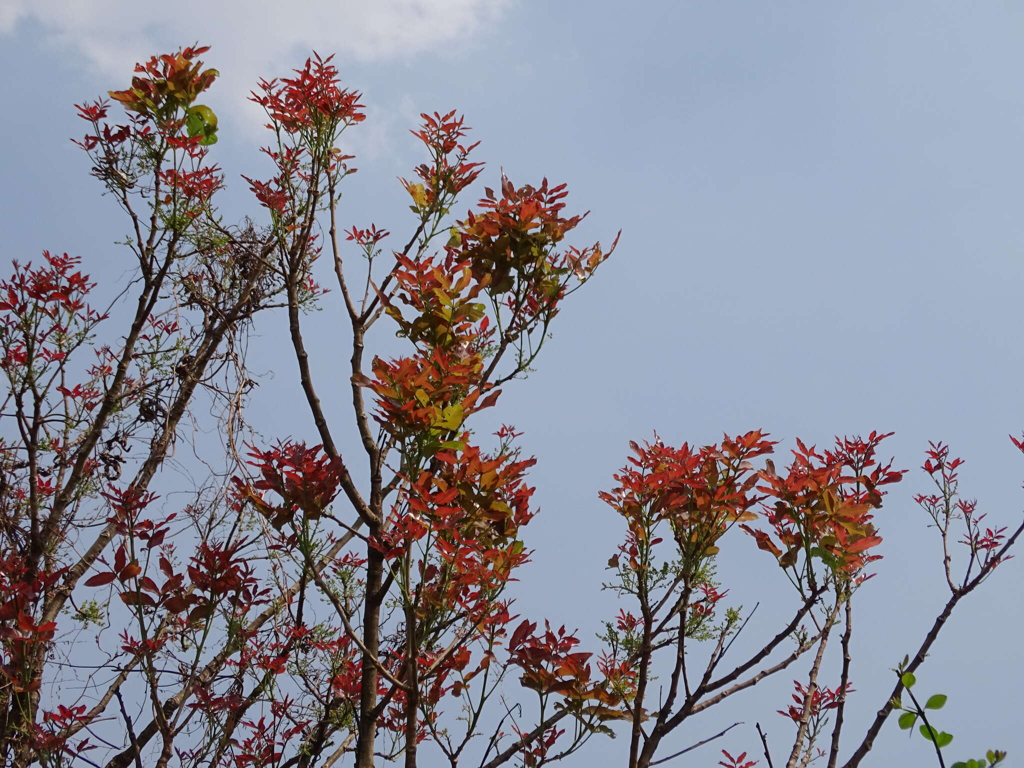 Image of lac tree