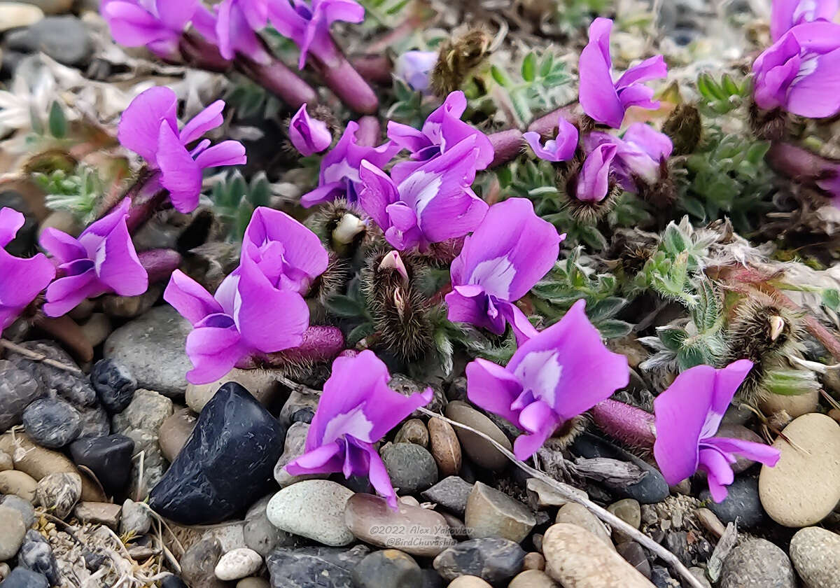 Image de Oxytropis czukotica Jurtzev