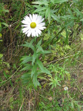 Leucanthemella resmi