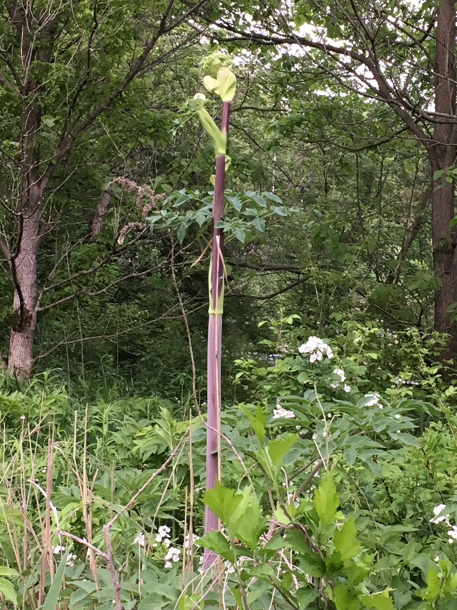 صورة Angelica atropurpurea L.