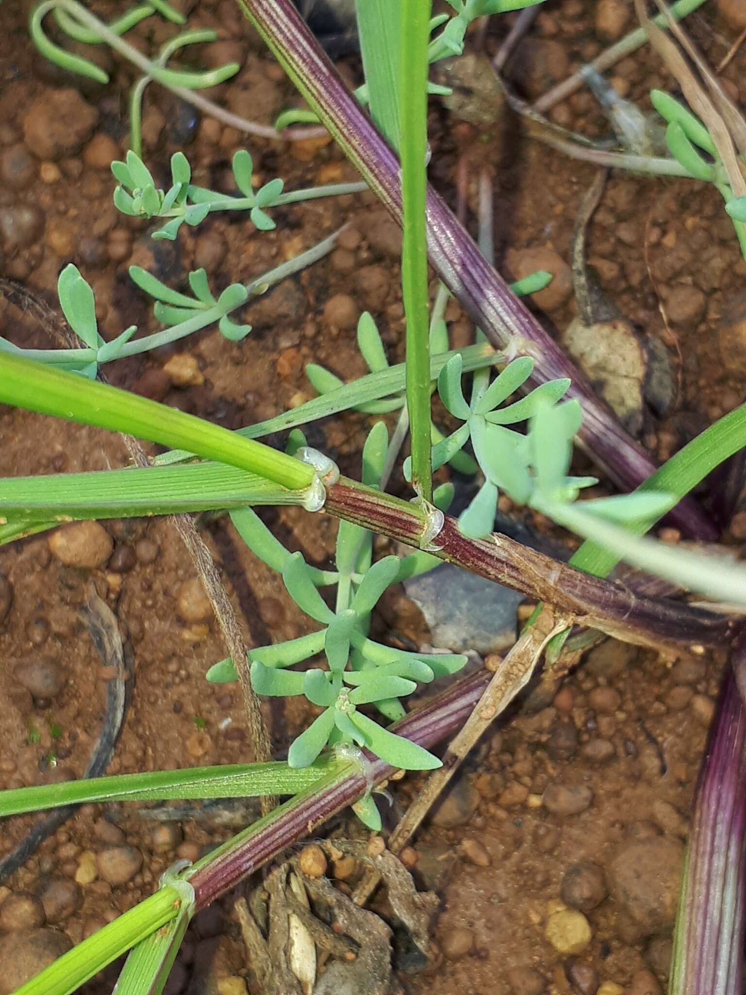 Plancia ëd Linaria amethystea subsp. amethystea