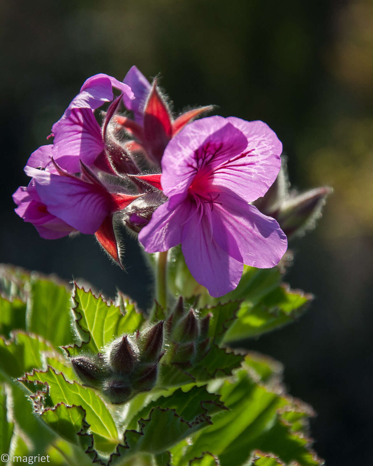 Слика од Pelargonium cucullatum subsp. cucullatum