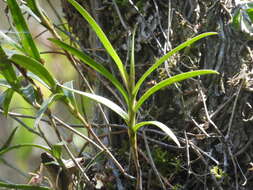 Image of Epidendrum anisatum Lex.