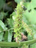 Image de Acalypha grandibracteata Merr.