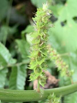 Image of Acalypha grandibracteata Merr.