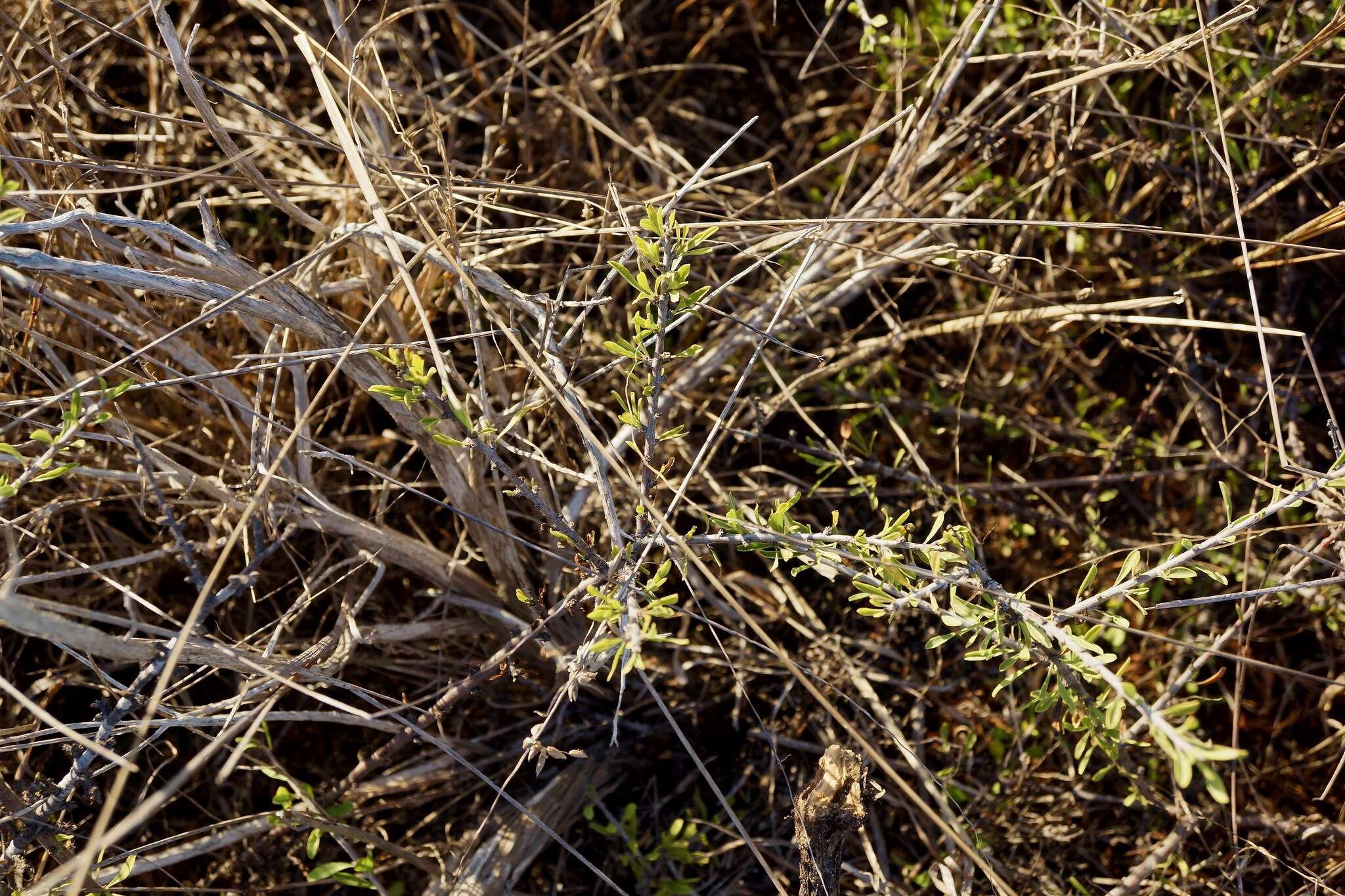 Prunus fasciculata subsp. punctata (Jeps.) E. Murray resmi