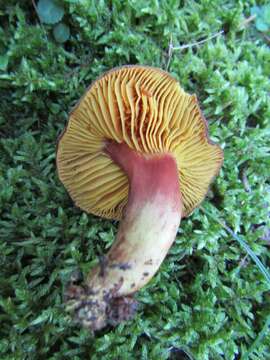 Image of Golden-gilled bolete