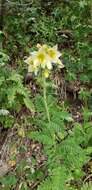 صورة Polemonium foliosissimum var. flavum (Greene) Anway