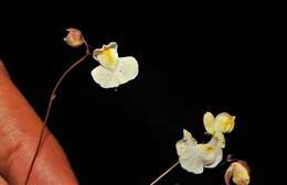 Image of Utricularia hispida Lam.