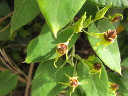 Image of Oxypetalum banksii Schult.