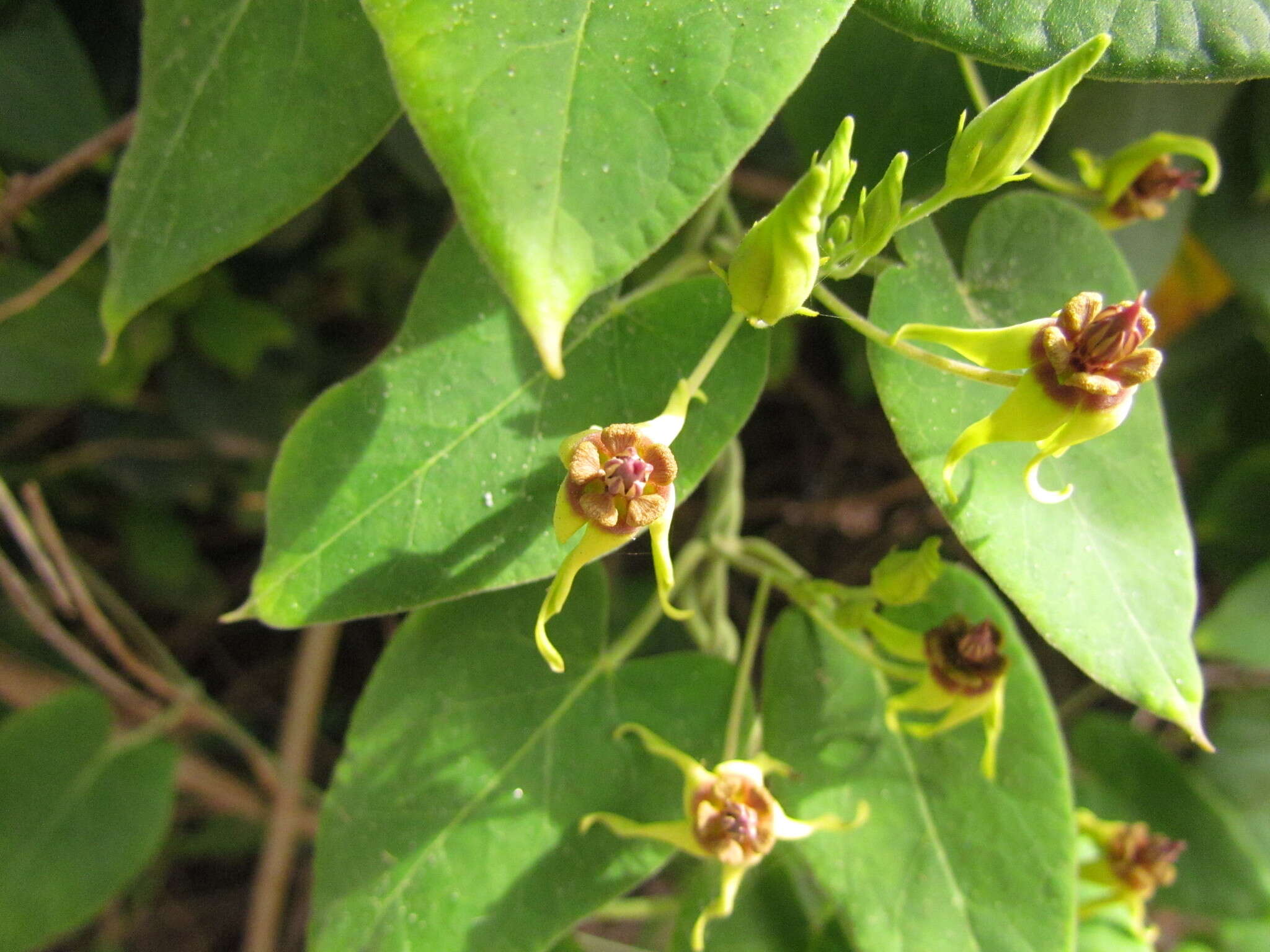 Image of Oxypetalum banksii Schult.