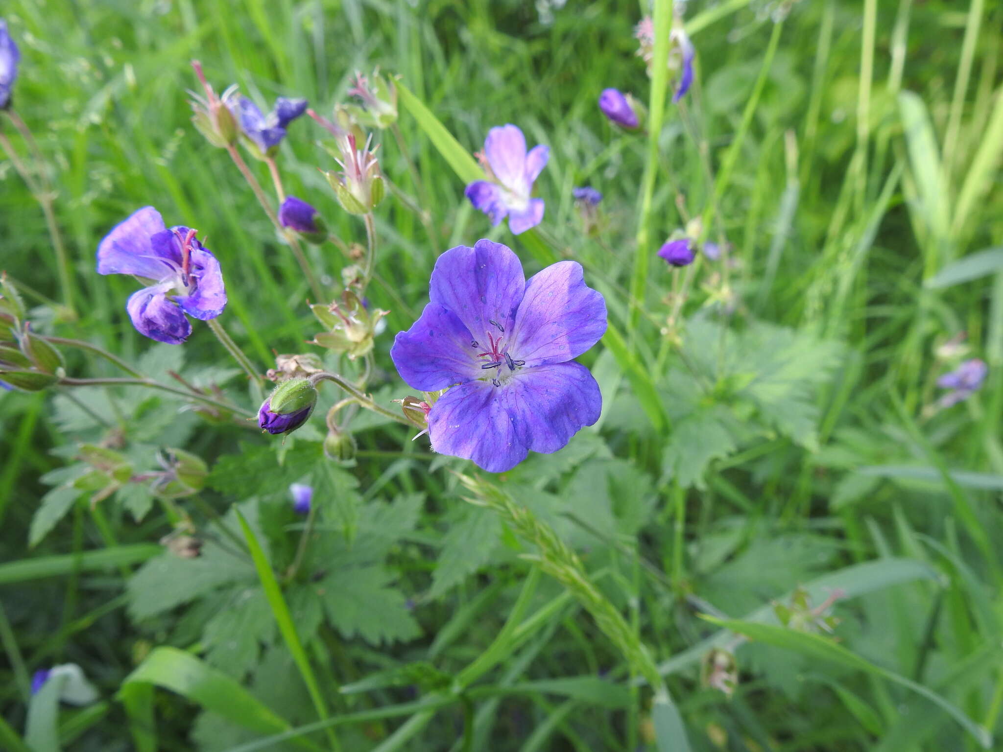 Image of Geranium sylvaticum L.