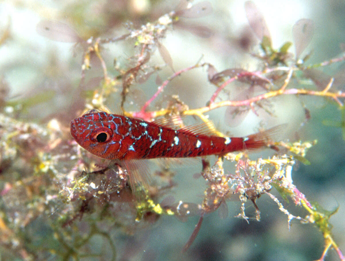 Image of Caesiura dwarfgoby