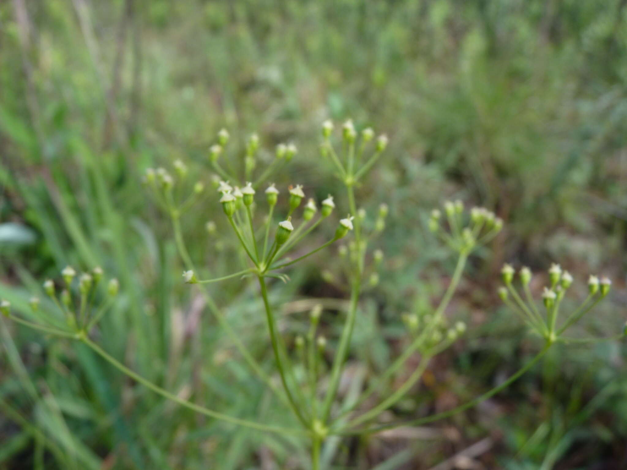 Image of Piedmont Cowbane