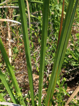 Image of Typha elephantina Roxb.