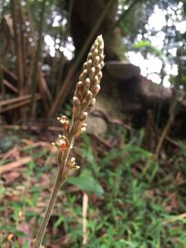 Imagem de Erythrodes chinensis (Rolfe) Schltr.